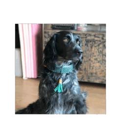 Collier En Cuir Blue Bird Dwam 16 Collier En Cuir Blue Bird Dwam -Animaux Amour Promos Boutique collier en cuir blue bird dwam 7