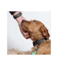 Collier En Cuir Boy Dwam -Animaux Amour Promos Boutique collier en cuir boy dwam 6