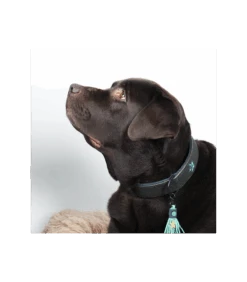 Collier En Cuir Boy Dwam -Animaux Amour Promos Boutique collier en cuir boy dwam 9