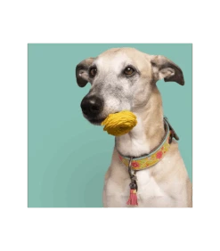 Collier En Cuir Et Galon Fleuri Jaune Lotus Dwam 13 Collier En Cuir Et Galon Fleuri Jaune Lotus Dwam -Animaux Amour Promos Boutique collier en cuir et galon fleuri jaune lotus dwam 3