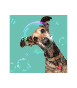 Collier En Cuir Et Galon Fleuri Jaune Lotus Dwam 14 Collier En Cuir Et Galon Fleuri Jaune Lotus Dwam -Animaux Amour Promos Boutique collier en cuir et galon fleuri jaune lotus dwam 4