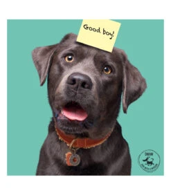 Collier En Cuir Et Mouton Marron Teddy Dwam -Animaux Amour Promos Boutique collier en cuir et mouton marron teddy dwam 8