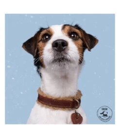 Collier En Cuir Et Mouton Marron Teddy Dwam -Animaux Amour Promos Boutique collier en cuir et mouton marron teddy dwam 9