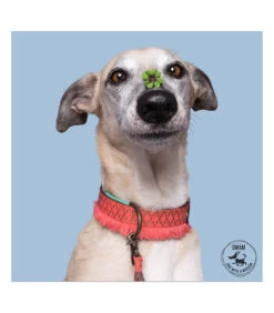 Collier En Cuir Et Passementerie Saumon Holly Dwam -Animaux Amour Promos Boutique collier en cuir et passementerie saumon holly dwam 9