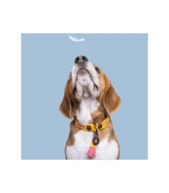 Collier En Cuir Jaune Et Surpiqure Rose Jessi Dwam -Animaux Amour Promos Boutique collier en cuir jaune jessi dwam 1 9