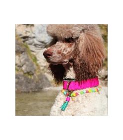 Collier En Cuir Lollypop Dwam -Animaux Amour Promos Boutique collier en cuir lollypop dwam 2