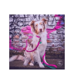 Collier En Cuir Lollypop Dwam -Animaux Amour Promos Boutique collier en cuir lollypop dwam 5