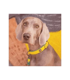 Collier En Cuir Cotton Candy Dwam -Animaux Amour Promos Boutique collier en cuir lollypop dwam 8