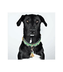 Collier En Cuir Noir Et Passementerie Verte Montana Sky Dwam