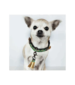 Collier En Cuir Noir Et Passementerie Verte Montana Sky Dwam -Animaux Amour Promos Boutique collier en cuir noir et passementerie verte dwam 8