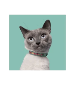 Collier En Cuir Pour Chat Kitty Dwam -Animaux Amour Promos Boutique collier en cuir pour chat kitty dwam 3