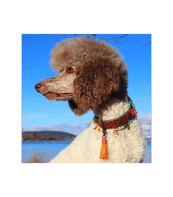 Collier En Cuir Red Robin Dwam -Animaux Amour Promos Boutique collier en cuir red robin dwam 3