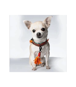 Collier En Cuir Red Robin Dwam -Animaux Amour Promos Boutique collier en cuir red robin dwam 4