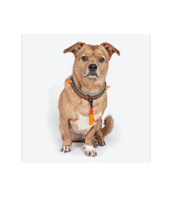 Collier En Cuir Red Robin Dwam -Animaux Amour Promos Boutique collier en cuir red robin dwam 5