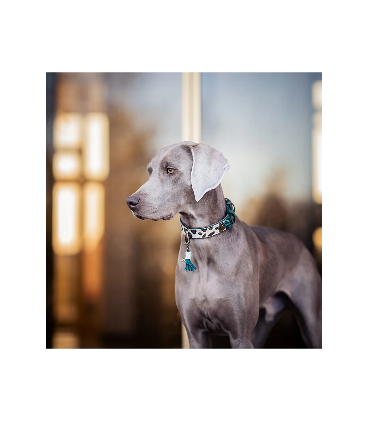 Collier En Cuir Yvi Collar Dwam 2 Collier En Cuir Yvi Collar Dwam – Image 2