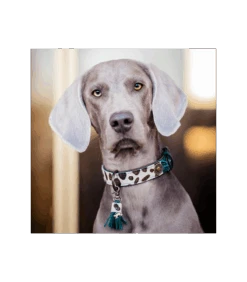 Collier En Cuir Yvi Collar Dwam 11 Collier En Cuir Yvi Collar Dwam -Animaux Amour Promos Boutique collier en cuir yvi collar dwam 2