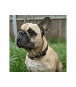 Collier En Simili Cuir Marron Monogramme Chewy Beige Catwalk -Animaux Amour Promos Boutique collier en simili cuir marron monogramme chewy beige catwalk 3