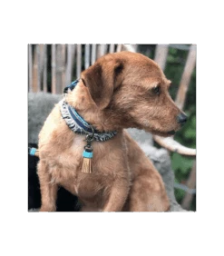 Collier En Tissu Et Jean Brut Lennox Dwam -Animaux Amour Promos Boutique collier en tissu et jean brut lennox dwam 1 5