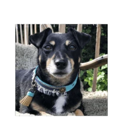 Collier En Tissu Et Jean Brut Lennox Dwam -Animaux Amour Promos Boutique collier en tissu et jean brut lennox dwam 1 7