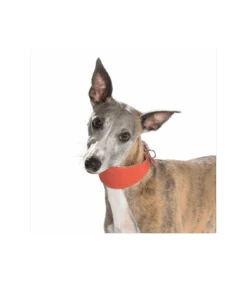 Collier Lévrier En Cuir Souple Corail Nicky Bobby -Animaux Amour Promos Boutique collier levrier en cuir souple corail nicky bobby 2