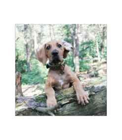 Collier Urban Dwam -Animaux Amour Promos Boutique collier urban dwam 3