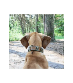 Collier Urban Dwam -Animaux Amour Promos Boutique collier urban dwam 4