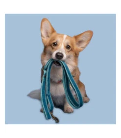 Ensemble De Collier Et Laisse En Velours Bleu Storm Dwam -Animaux Amour Promos Boutique ensemble de collier et laisse en velours bleu storm dwam 4