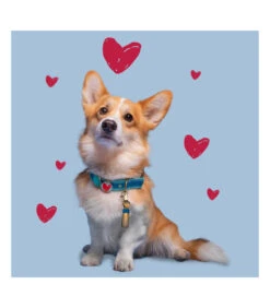 Ensemble De Collier Et Laisse En Velours Bleu Storm Dwam -Animaux Amour Promos Boutique ensemble de collier et laisse en velours bleu storm dwam 6