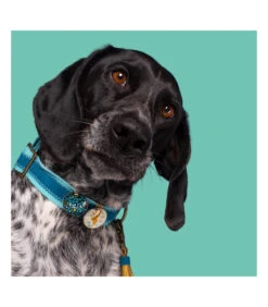 Ensemble De Collier Et Laisse En Velours Bleu Storm Dwam -Animaux Amour Promos Boutique ensemble de collier et laisse en velours bleu storm dwam 7