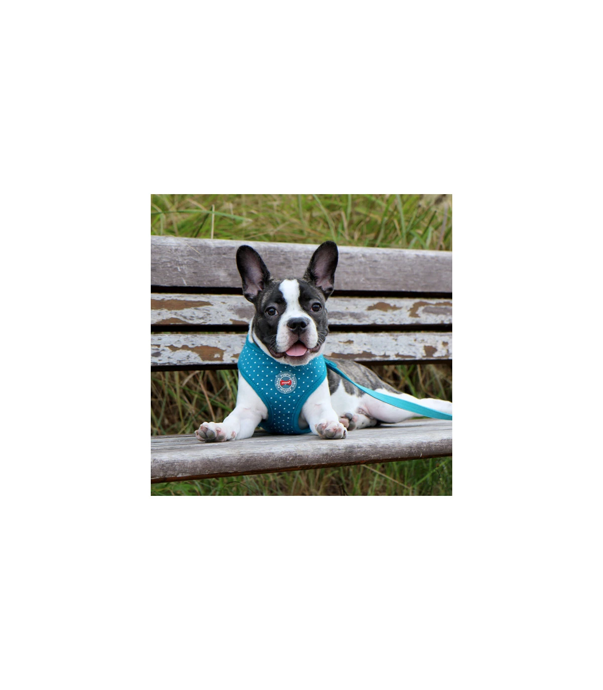 HA1529 Harnais A Puppia Dotty Harness Teal 2 HA1529 Harnais A Puppia Dotty Harness Teal – Image 2