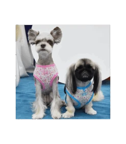 HA1826 Harnais Wildflower Bleu Puppia -Animaux Amour Promos Boutique ha1826 harnais wildflower bleu puppia 4