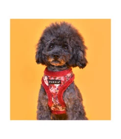 HA1857 Harnais Fourré En Tissu Velours Fleuri Wine Gianni Puppia -Animaux Amour Promos Boutique ha1857 harnais fourre en tissu velours fleuri wine gianni puppia 5