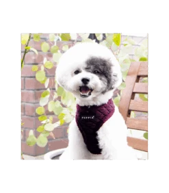 HA1861 Harnais Fourré Gaspar Wine Puppia -Animaux Amour Promos Boutique ha1861 harnais fourre gaspar wine puppia 4