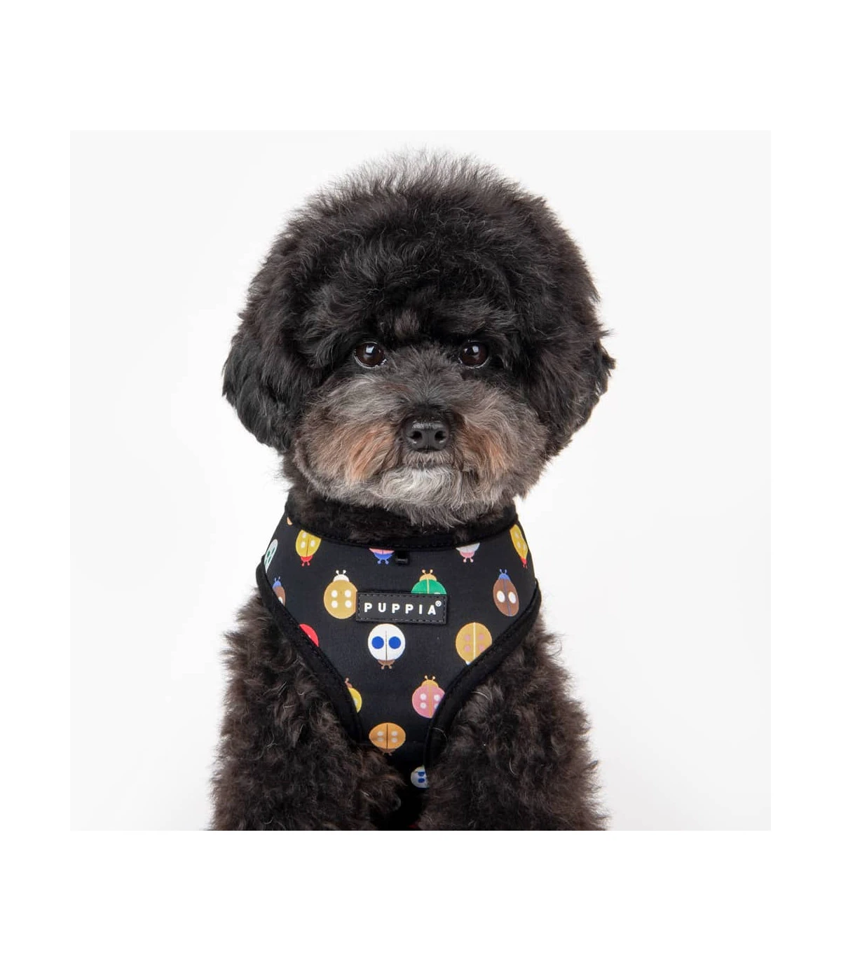 HA1957 Harnais Motif Coccinelle Noir Lady Beetle Puppia 6 HA1957 Harnais Motif Coccinelle Noir Lady Beetle Puppia – Image 6