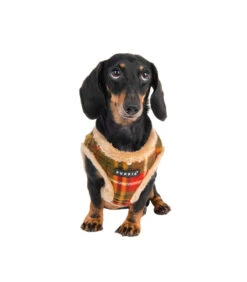 HA1985 Harnais Fourré écossais Beige Et Rouge Norman Puppia 16 HA1985 Harnais Fourré écossais Beige Et Rouge Norman Puppia -Animaux Amour Promos Boutique ha1985 harnais fourre ecossais beige et rouge norman puppia 6