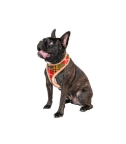 HA1985 Harnais Fourré écossais Beige Et Rouge Norman Puppia 17 HA1985 Harnais Fourré écossais Beige Et Rouge Norman Puppia -Animaux Amour Promos Boutique ha1985 harnais fourre ecossais beige et rouge norman puppia 7