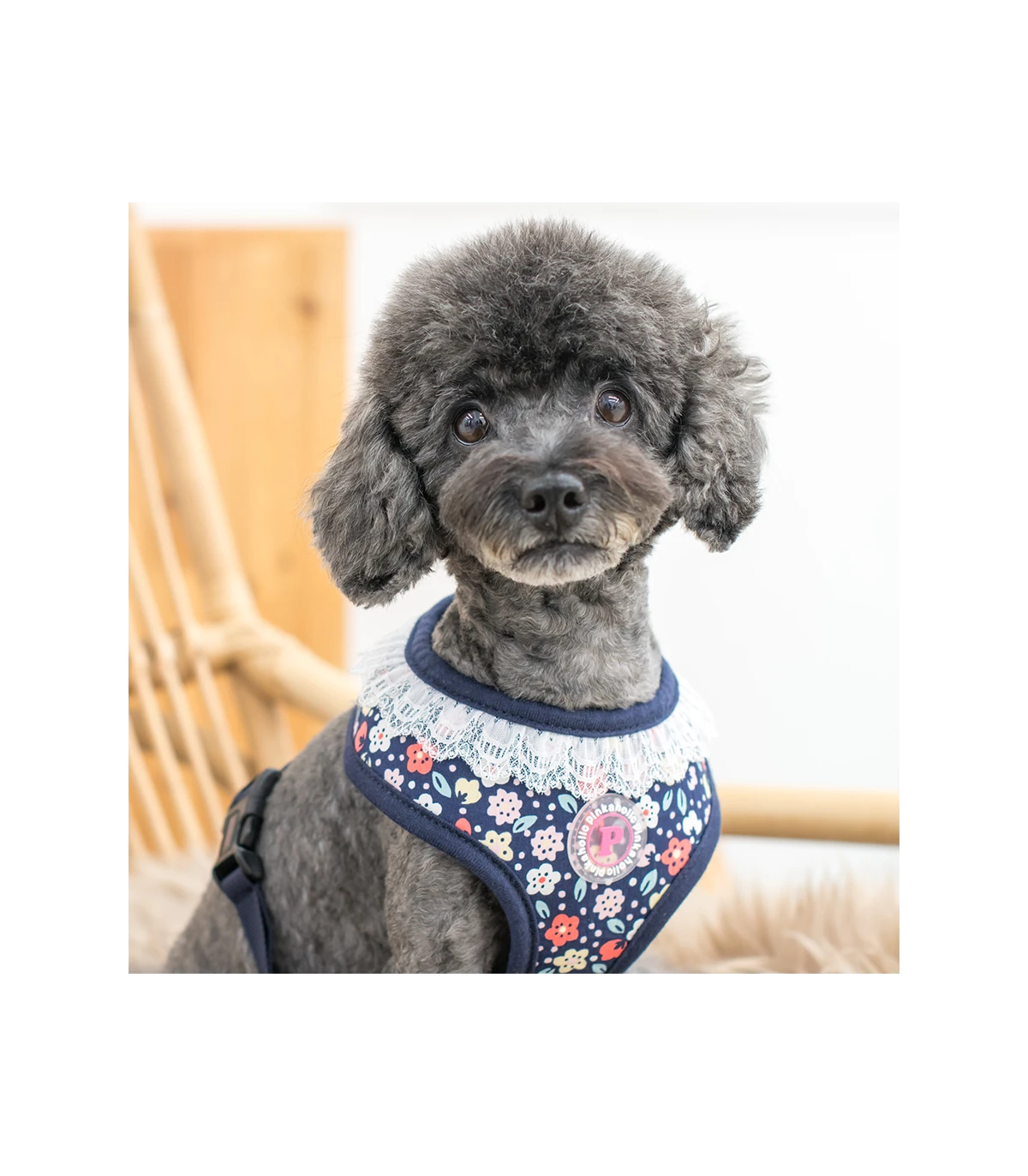 HA7631 Harnais Crocus Navy Pinkaholic 4 HA7631 Harnais Crocus Navy Pinkaholic – Image 4