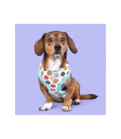 HA7645 Harnais Fourré Aconite Aqua Pinkaholic -Animaux Amour Promos Boutique ha7645 harnais fourre aconite aqua pinkaholic 2