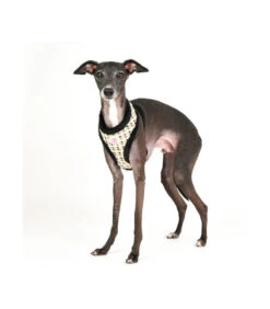 HA7670 Harnais Fourré En Tweed Lucia Noir Pinkaholic -Animaux Amour Promos Boutique ha7670 harnais fourre en tweed lucia noir pinkaholic 6