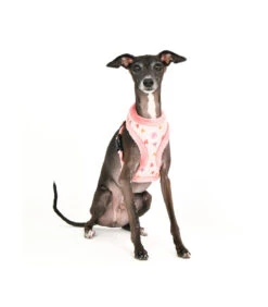 HA7672 Harnais Fourré En Tissu Coeur Merry Rose Pinkaholic 14 HA7672 Harnais Fourré En Tissu Coeur Merry Rose Pinkaholic -Animaux Amour Promos Boutique ha7672 harnais en tissu coeur merry rose pinkaholic 6