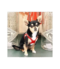 Harnais En Cuir Lunette Premium Red Buddy Belts