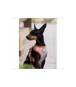 Harnais Réversible Glace Dukier 7 Harnais Réversible Glace Dukier -Animaux Amour Promos Boutique harnais reversible glace dukier 3