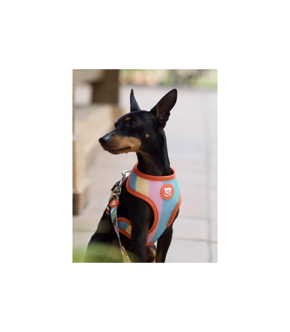 Harnais Réversible Glace Dukier 4 Harnais Réversible Glace Dukier – Image 4