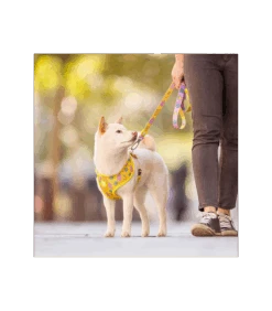 Harnais Réversible Microbes Dukier 8 Harnais Réversible Microbes Dukier -Animaux Amour Promos Boutique harnais reversible microbes dukier 3