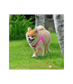HB1770 Harnais Veste Respirante Bicolore Pink Puppia 9 HB1770 Harnais Veste Respirante Bicolore Pink Puppia -Animaux Amour Promos Boutique hb1770 harnais veste respirante bicolore pink puppia 4