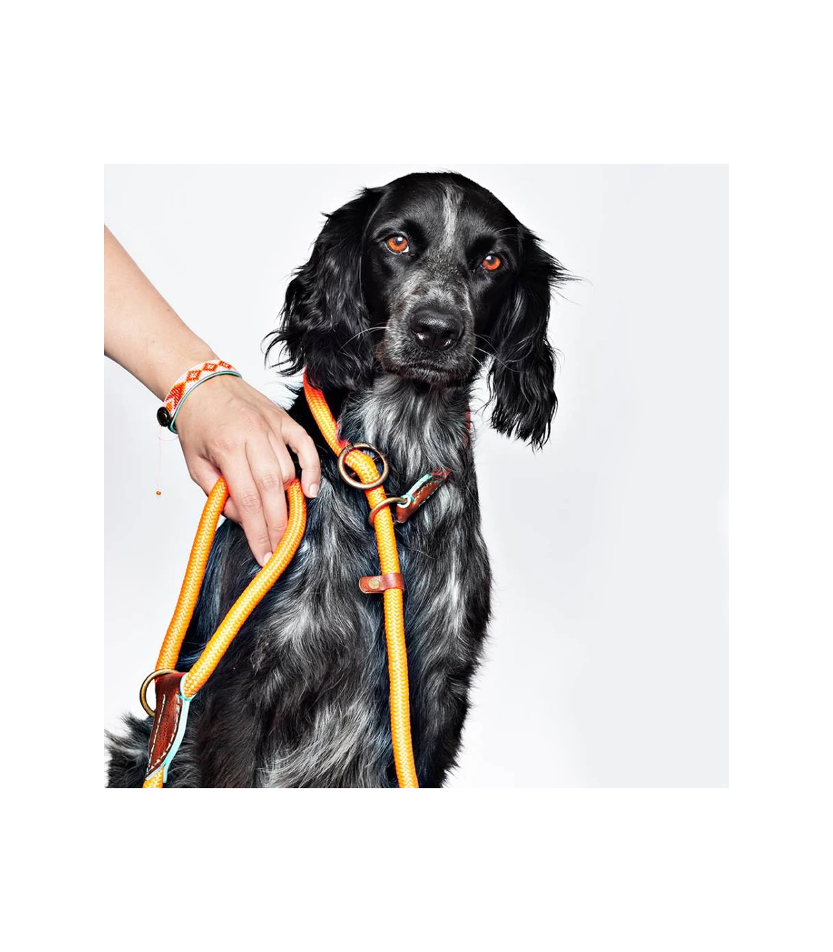 Laisse 2 En 1 Slip Head John Carrot Cake Dwam 2 Laisse 2 En 1 Slip Head John Carrot Cake Dwam – Image 2