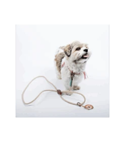 Laisse 2 En 1 Slip Head John Natural Dwam -Animaux Amour Promos Boutique laisse 2 en 1 slip head john natural dwam 2