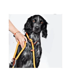 Laisse 2 En 1 Slip Head John Stone Dwam -Animaux Amour Promos Boutique laisse 2 en 1 slip head john stone dwam 2