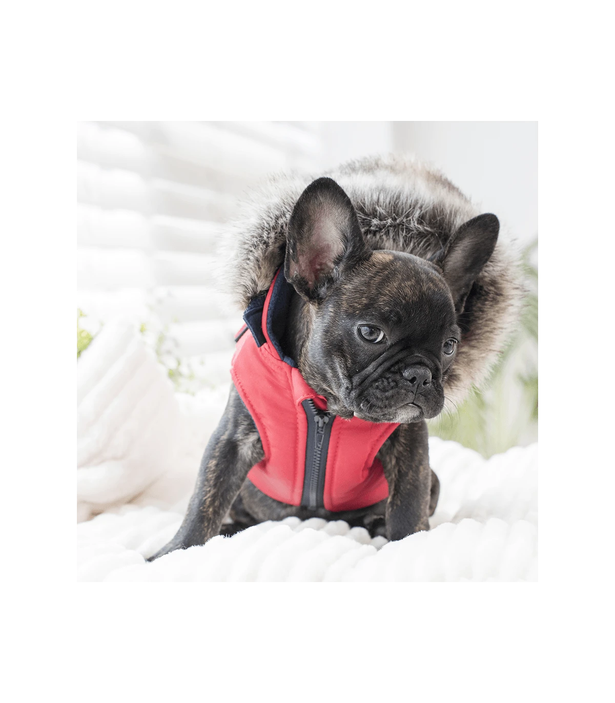 VT1569 Doudoune 2 En 1 Orson Rouge Puppia 3 VT1569 Doudoune 2 En 1 Orson Rouge Puppia – Image 3