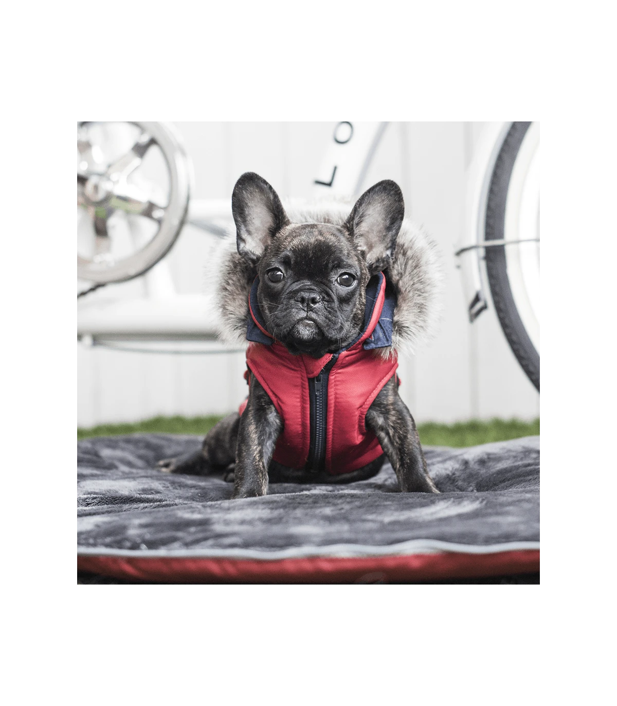 VT1569 Doudoune 2 En 1 Orson Rouge Puppia 4 VT1569 Doudoune 2 En 1 Orson Rouge Puppia – Image 4